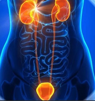 Prostate inflammation